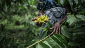 Ylang-Ylang des Comores: allier le sublime à l’équitable